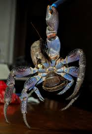 This video was uploaded from an android phone. The Word Collector 2 26 Malay Words For Creatures Of The Deep Blue Sea