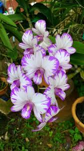 All Things Orchid Macam Macam Ada Bunga Langka Bunga Eksotis Perawatan Anggrek