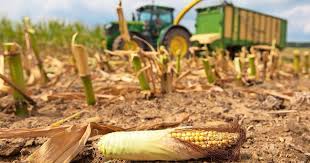 31, illustrated in color (installation view, guggenheim museum bilbao, bilbao). Kreisbauernverband Zum Erntedank