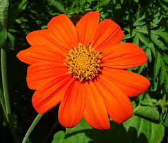Image result for Tithonia rotundifolia