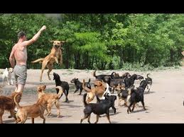 Sfoglia 29.405 dogs playing together fotografie stock e immagini disponibili, o avvia una nuova ricerca per scoprire altre. Watch 450 Dogs Run Play Together Youtube