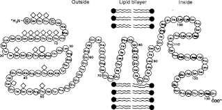 The total surface of the membrane increases, toxins or waste products are eliminated, and proteins become transport molecules are like ferryboats. Membrane Glycoproteins An Overview Sciencedirect Topics