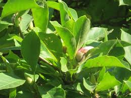 Others are evergreen and do not. Magnolia X Soulangeana Saucer Magnolia North Carolina Extension Gardener Plant Toolbox