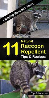 Check spelling or type a new query. 11 Smart Simple Diy Raccoon Repellent Solutions