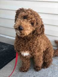 If you are looking for a breeder who can educate you further about the breed and help you find your new family member, you are in the right place. Goldendoodles Teacup Doodle Dogs Teacup Goldendoodles Teacup Labradoodles Teacup Poodle Puppies For Sale