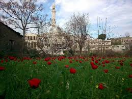 جامع النور وشقائق النعمان بانياس syria