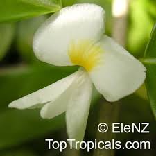 Image result for Uapaca nitida