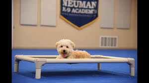We are dedicated to breeding healthy happy puppies with great. Javier Havanese Puppy Camp Dog Training Video Demonstration Youtube