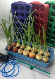 With this system, grow 30 plants using five nft channels in just 1 sq meter of your space. Hydroponic System For Growing Fresh Green Onion Year Round Indoor Growing Kit Diy Self Watering Hydroponics Tools Garden Plant System By Igreenon Buy Online In Dominica At Dominica Desertcart Com Productid 100197394