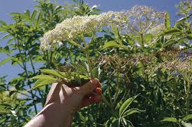 We did not find results for: Making Wild Fermented Elderflower Soda Milkwood