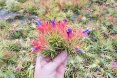 How to Get an Air Plant to Bloom | Air Plant Care Tips ...