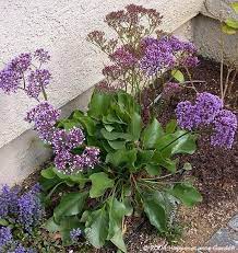 Pin On Garden