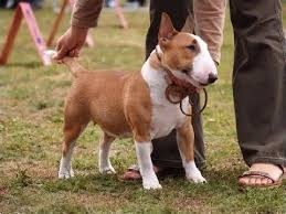 Black And White English Bull Terrier Puppy A Red And White English Bull Terrier A Lot Like My Baron Miniature Bull Terrier Bull Terrier Mini Bull Terriers