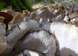 This fungus has a unique and festive . Hen Of The Woods Identification Pictures Habitat Season Spore Print Grifola Frondosa