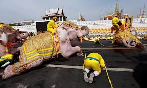 Tổng hợp danh sách phim thái lan. 11 Con Voi Tráº¯ng Nháº£y 10 BÆ°á»›c Má»«ng Vua Thai Lan Len Ngoi