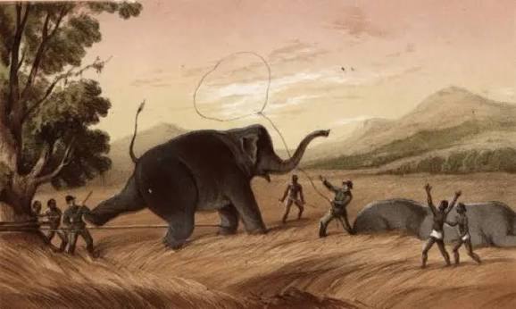 Sri Lankan Elephant Trapping Print, 1854. Art Prints, Posters & Puzzles from Mary Evans
