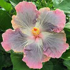 Maybe you would like to learn more about one of these? Pin On Gardening Ideas