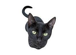 Kara Kedi Gecmesi Nicin Ugursuzluk Getirir Gundelik Yasam Milliyet Blog