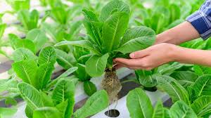 Jun 28, 2021 · hidroponik saat ini menjadi pilihan beberapa masyarakat untuk memenuhi kebutuhan akan sayuran hijau. 5 Kesalahan Tanam Secara Hidroponik Yang Harus Dihindari Berkeluarga