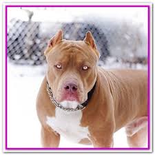 Best Dog Food For Shedding Pitbull Pitbulls Are One Of The Misunderstood Dog Breed Most Blue Nose Pitbull Puppies Blue Nose Pitbull Pitbull Puppies For Sale