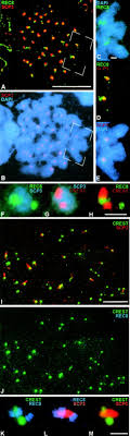 For fanart, memes, article images, and promotions. Meiotic Cohesin Rec8 Marks The Axial Elements Of Rat Synaptonemal Complexes Before Cohesins Smc1beta And Smc3 Abstract Europe Pmc