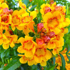 Image result for Tecoma