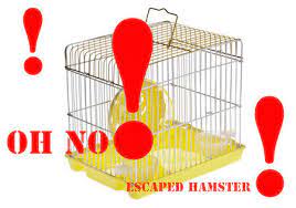 An escaped hamster will normally try to find a small, secure spot to hide in. Missing How To Find A Lost Hamster Escaped From Its Cage