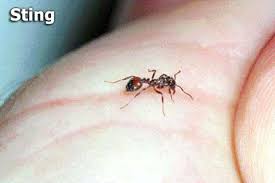 Image result for Fire Ant Sting
