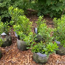 Image result for Myrica pilulifera