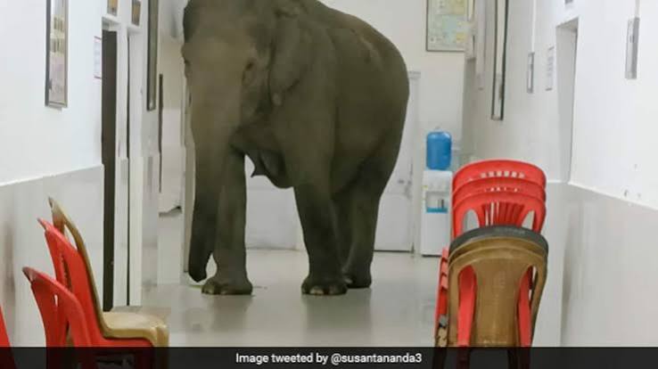 Watch: Elephants Take A Stroll Inside Hospital in Bengal, Video Viral