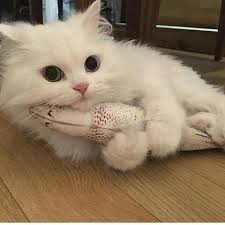 Cute Cat Sweet Little White Kitten Big Eyes Weheartit Cute Baby Animals Baby Animals Cats
