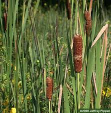 Image result for Typha capensis