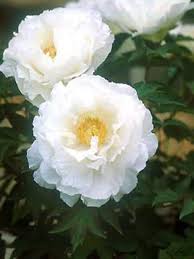 Hybride entre les pivoines arbustives et les pivoines herbacées, la paeonia x itoh est une plante robuste, pas trop haute, entre 60cm et 90cm de haut la pivoine arbustive est généralement greffée sur une racine de pivoine herbacée. Pivoine Arbustive Blanche Paeonia Suffruticosa Le Jardin Du Pic Vert