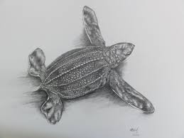 Items Similar To Leatherback Sea Turtle Hatchling Print Of Original Pencil Drawing On Etsy Sea Turtle Leatherback Sea Turtle Art