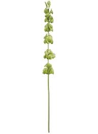 Bells of ireland flower tattoo. Bells Of Ireland Flower Stem Irish Flower Irish Flower Tattoo Line Flowers
