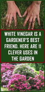 White Vinegar Is A Gardener S Best Friend Here Are 11 Clever Uses In The Garden In 2020 Healthy Garden Garden Pests White Vinegar