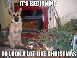 Lol Oops Dog Christmas Photos Pet Holiday Christmas Dog