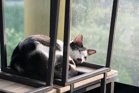 30 378 White Sleeping Cute Cat Photos Free Royalty Free Stock Photos From Dreamstime Page 11
