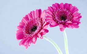 Gerbera Daisy Wallpaper Hd Gerbera Daisy Wholesale Flowers Daisy Wallpaper