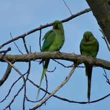 Vergleiche reisedeals und buche deinen urlaub in sri lanka! Pdf Effects Of The Recent World Invasion By Ring Necked Parakeets Psittacula Krameri