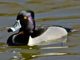 Blue Bird With White Ring Around Neck Ring Necked Duck Duck Species Bird Life List Bird Breeds
