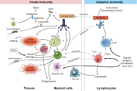 Innate And Adaptive Immune Mechanisms Creative Diagnostics