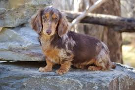 Also, the dachshund's long back can leave him susceptible to injury if he's handled roughly or if playtime gets. The Long Haired Dachshund Owner Guide Facts Animal Corner
