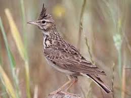 Gambar burung branjangan jawa : Cara Membedakan Branjangan Jantan Betina Budidayayuk