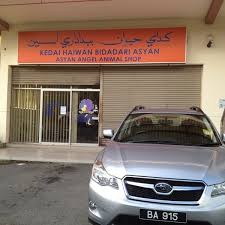 62 reviews of angel pet hospital i really enjoyed my experience, even though it was a sad one, at angel pet hospital. Asyan Angel Animal Shop Veterinarian