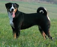 Картинки по запросу What are the four types of Swiss mountain dogs
