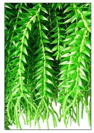 Image result for Huperzia phlegmaria