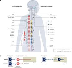 Image result for Sympathetic Nervous System