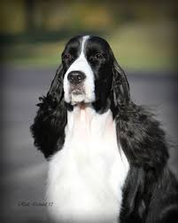 Pin On Animals Dogs Puppies