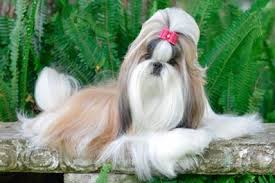 Click the small x to the right of a group's name and shelter # to report an error. Bethash S Shih Tzu